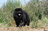 CHOW CHOW 143